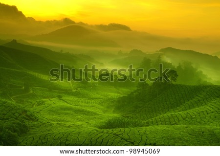 Sunrise view of tea plantation landscape at Cameron Highland, Malaysia. Royalty-Free Stock Photo #98945069