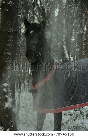 horse among the trees in the winter forest horsecloth