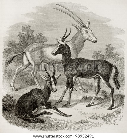 Gemsbok (Oryx gazelle) and Bontebox (Damaliscus pygargus) old illustration. Created by Freeman, published on Magasin Pittoresque, Paris, 1882