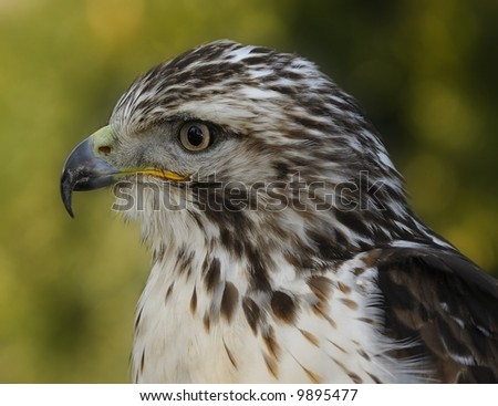 Close-up picture of hawk