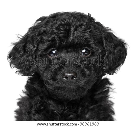 Black Toy Poodle puppy (6 week). Close-up portrait on a white background