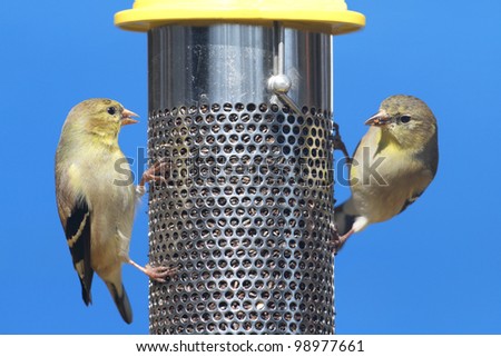American Goldfinch (Carduelis tristis) perched on a feeder with a blue background