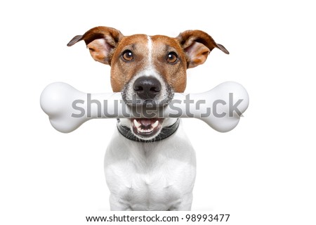 dog with a white bone