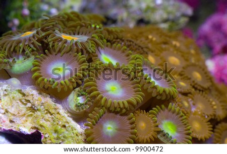 This is a colony of encrusting zoanthids