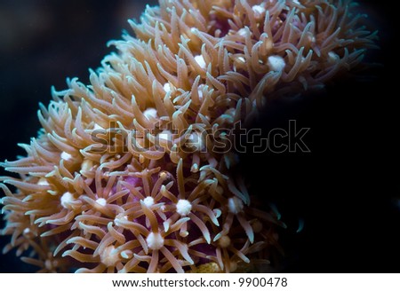This is a colony of encrusting green star polyps.