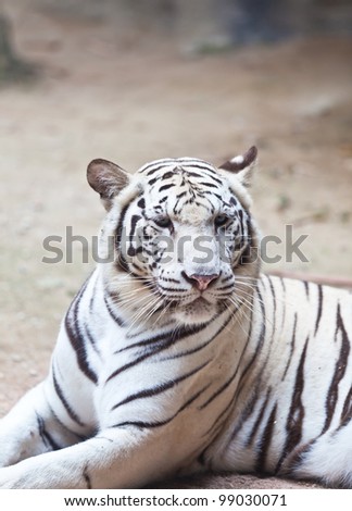 Tiger at the zoo.