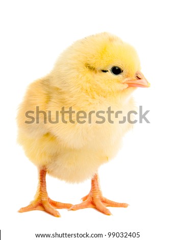 Little chicken isolated on white Royalty-Free Stock Photo #99032405