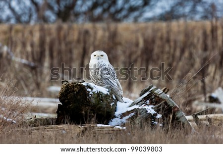 Snowy Owl, Feb. 2012, Boundary Bay, Delta, BC, Canada
