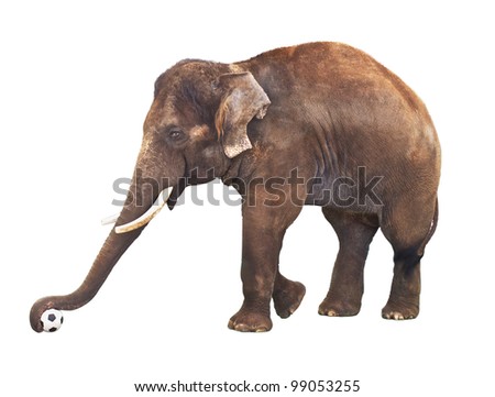 Elephant With Soccer Ball