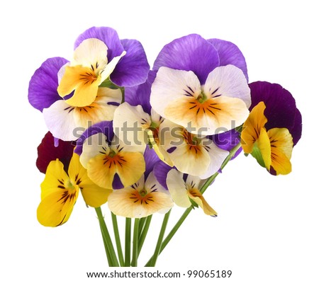 little bouquet of pansy flowers