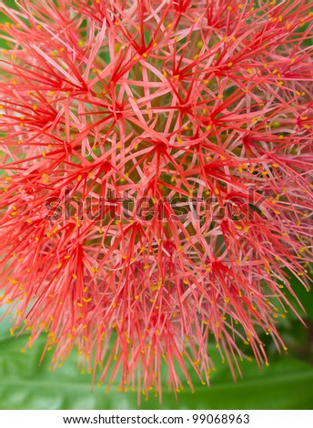 Red flower needles that are larger. Unique.