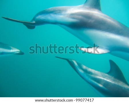 Dolphins in the sea, New Zealand