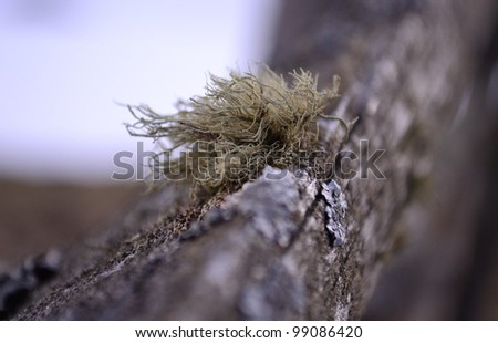 lichen on wood