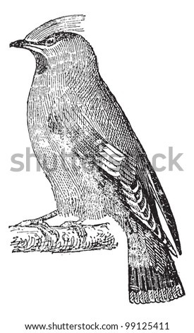 Bohemian waxwing (Bombycilla garrulus) perched on branch, vintage engraved illustration. Dictionary of words and things - Larive and Fleury - 1895.