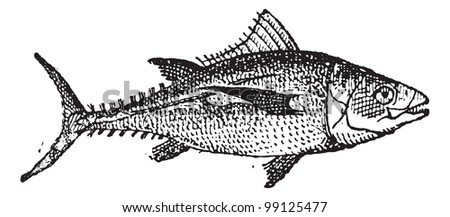 Tuna fish on white background, vintage engraved illustration. Dictionary of words and things - Larive and Fleury - 1895.