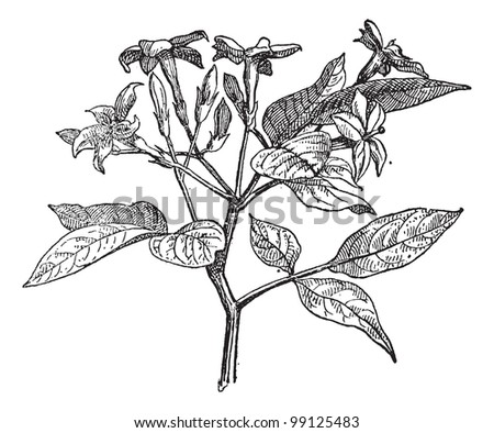 Jasmine or Jasminum, vintage engraved illustration. Dictionary of words and things - Larive and Fleury - 1895.