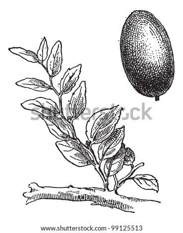 Jujube or Ziziphus zizyphus or red date or Chinese date or Korean date or Indian date, vintage engraved illustration. Dictionary of words and things - Larive and Fleury - 1895.