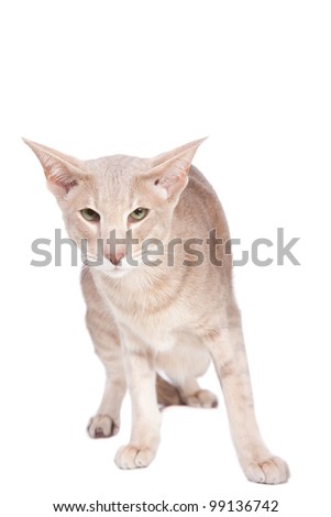 Pale oriental cat hunting on isolated  white background