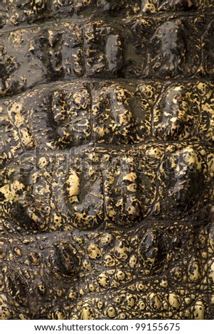 crocodile  skin texture background.