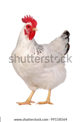 White chicken isolated, studio shot. Royalty-Free Stock Photo #99158564