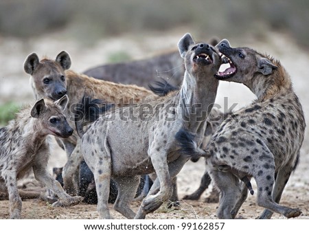 Hyena Brawl