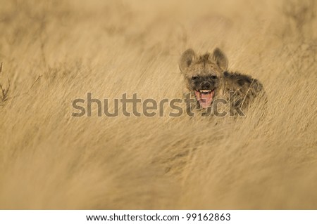 Laughing Hyena