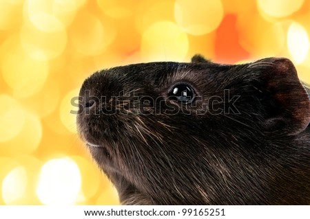 brown cavy