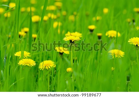 Close-up of yellow dandelion flowers in the grass