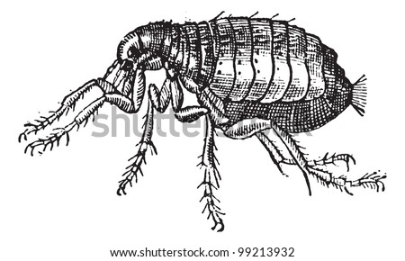 Flea isolated on white background, vintage engraved illustration. Dictionary of words and things - Larive and Fleury - 1895.