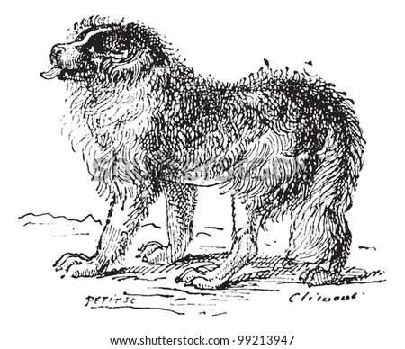 Newfoundland dog, vintage engraved illustration. Dictionary of words and things - Larive and Fleury - 1895.