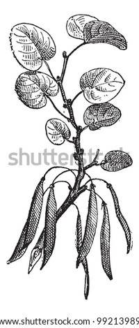 Judas tree (Cercis siliquastrum) isolated on white background,  vintage engraved illustration. Dictionary of words and things - Larive and Fleury - 1895.