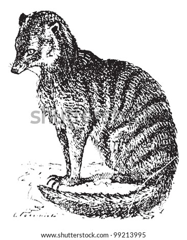 Meerkat or Suricate or Suricata suricatta, vintage engraved illustration. Dictionary of words and things - Larive and Fleury - 1895.