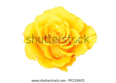 Beautiful yellow rose on a white background