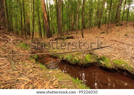 Small water stream through trees and foliage