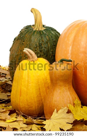 Close up of a group of pumpkins of different shapes and sizes surrounded by leaves