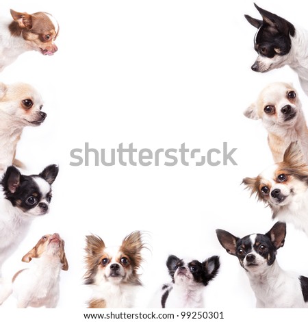 Isolate a group of chihuahuas looking at the center of picture