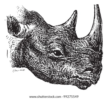 Black Rhinoceros or hook-lipped rhinoceros (Diceros bicornis), vintage engraved illustration. Dictionary of words and things - Larive and Fleury - 1895.