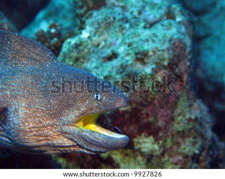 A Moray Eel near some coral