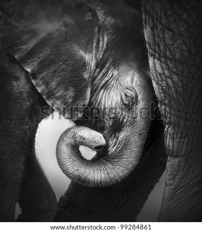 Baby elephant seeking comfort against mother's leg - Etosha National Park Royalty-Free Stock Photo #99284861