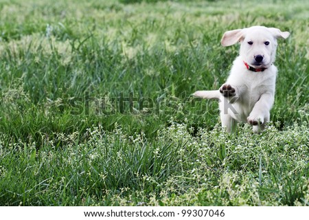 Cloud, 7 week old English Cream Labrador-Golden Retriever mixed designer breed puppy,  running and playing in a field. Extreme shallow depth of field.