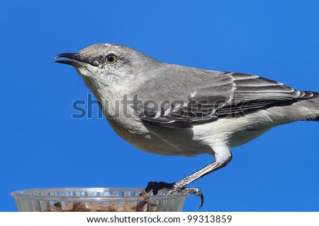 Northern Mockingbird (Mimus polyglottos) on a feeder eating mealworms from a cup