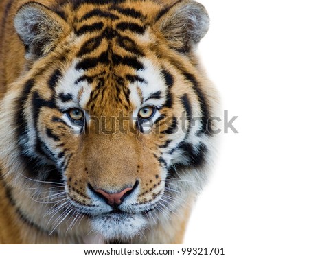 Beautiful tiger cub - isolated on white background