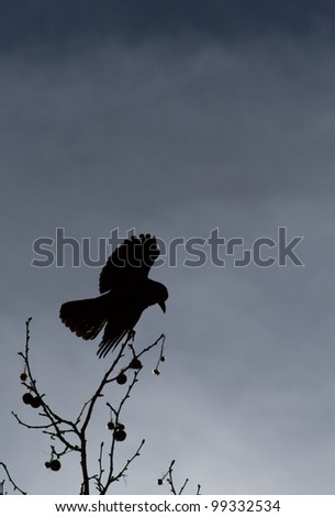 raven in tree