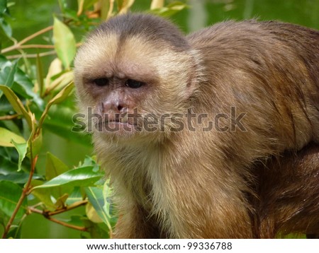 The capuchins are New World monkeys of the subfamily Cebinae.  Amazon, Brazil