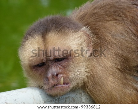 The capuchins are New World monkeys of the subfamily Cebinae.  Amazon, Brazil