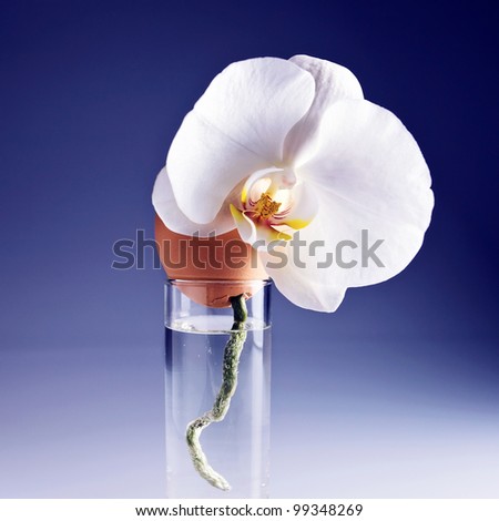 Egg and orchid in glass with water .