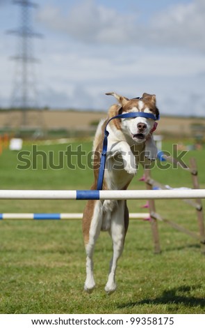 Husky-cross dog jumping an agility barrier with lead covering his eyes.