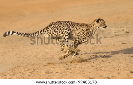 Cheetah (Acinonyx jubatus) running, South Africa Royalty-Free Stock Photo #99403178