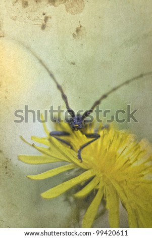 Old vintage shabby background with bug on a daisy