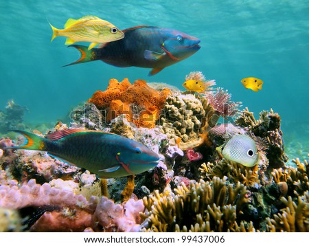 Colorful tropical fish and marine life in a coral reef